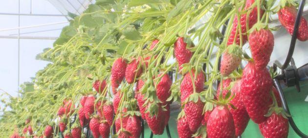 盆栽草莓什么时候种植（了解草莓的栽培和管理）