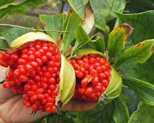 种植重楼需要什么条件（重楼栽培技术要点）