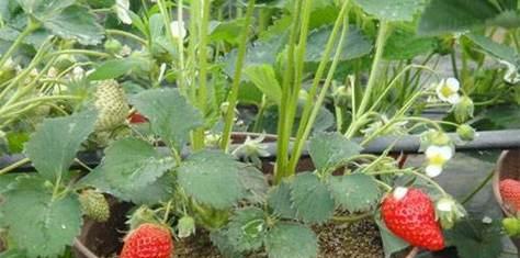 如何栽种草莓（掌握草莓栽种技巧）