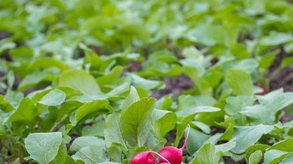 菠菜什么时候种最合适（菠菜播种时间及技术要点）