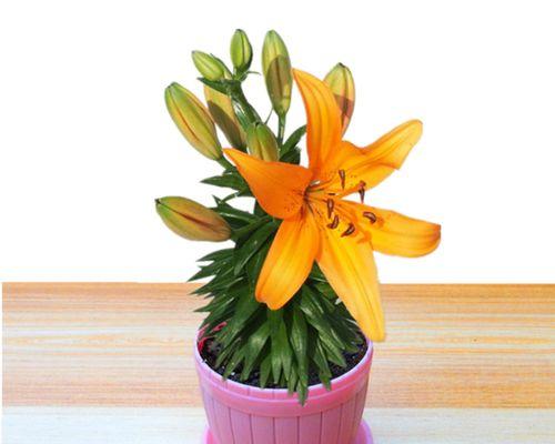 如何种植百合花盆栽（百合花的养护技巧与常见问题解答）