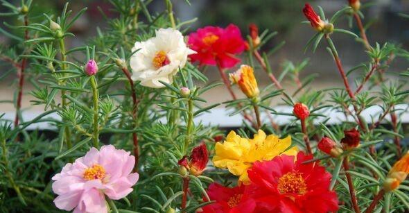 太阳花是哪个季节开的（关于太阳花的开花时间）