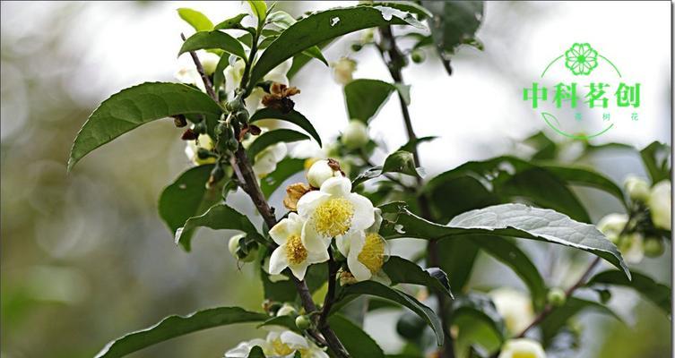 茶树花什么时候开（有关茶树花期简介）