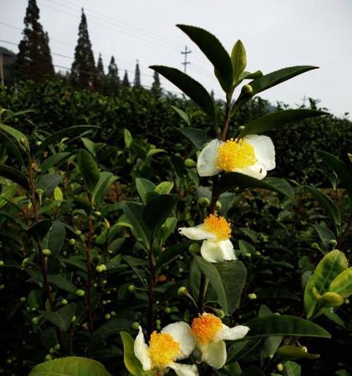 茶树花什么时候开（有关茶树花期简介）