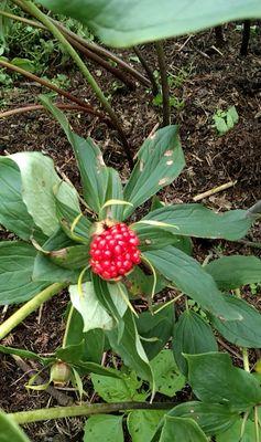重楼种子怎么种（重楼种植技术与栽培管理）