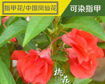 凤仙花靠什么传播种子（了解凤仙花的种子传播方式）