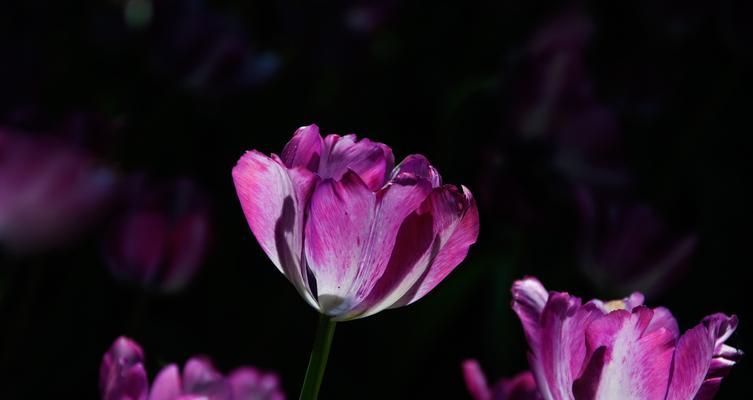 郁金香花语与寓意的奥秘（探索郁金香花语的种种寓意）