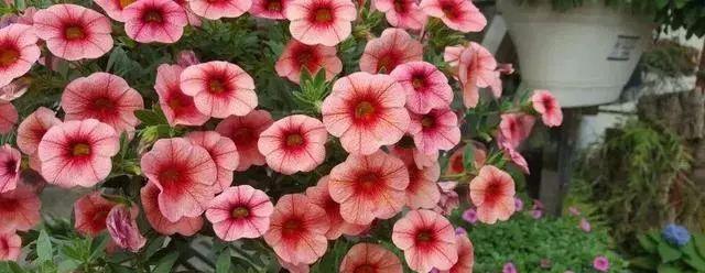 圆叶牵牛花（缤纷色彩中的恋情誓言）
