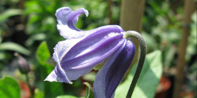 栽培紫罗兰的花卉意义（赏心悦目的紫罗兰——家居养花的选择）