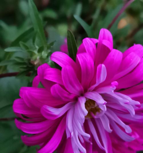 紫色翠菊花的花语与象征意义（探秘紫色翠菊花的美丽传说与神奇力量）