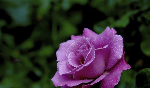 紫色月季花语（揭秘紫色月季的花语之谜）