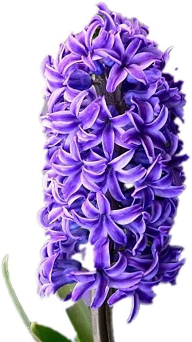 紫色风信子的美丽寓意（探寻紫色风信子的花语与象征）