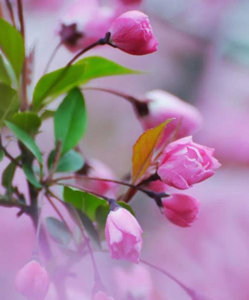 紫色海棠花花语（神秘之花散发的沉静与深邃）