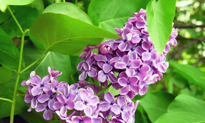 紫色海棠花花语（神秘之花散发的沉静与深邃）