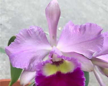 紫色泰国洋兰的花语及寓意（探寻紫色泰国洋兰的神秘之美与内涵）