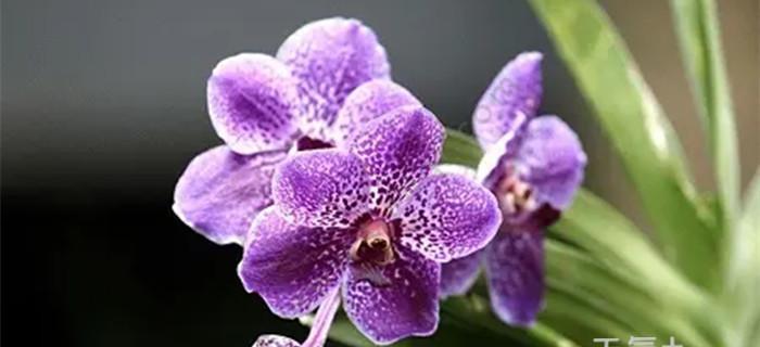 紫色泰国洋兰的花语及寓意（探寻紫色泰国洋兰的神秘之美与内涵）