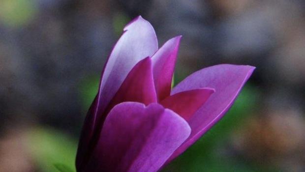 紫色玉兰花的花语与意义（探秘紫色玉兰花的深层内涵）