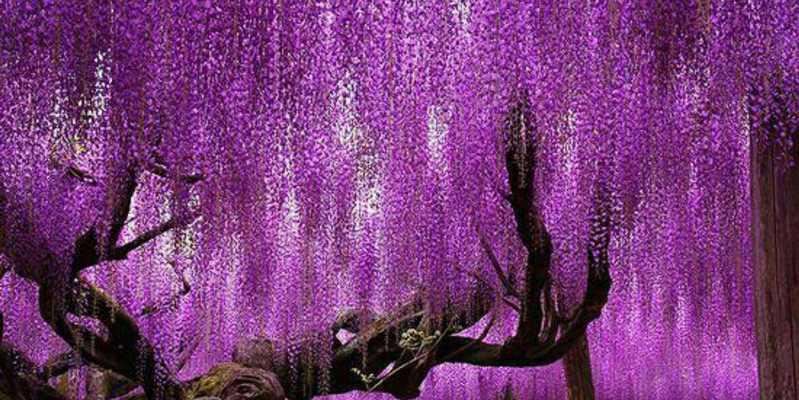 紫藤花的花语——美丽与坚韧的象征（紫藤花——传递爱与希望的使者）