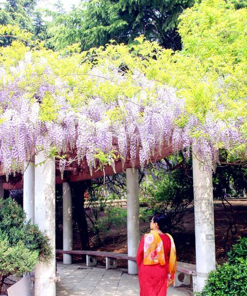 紫藤花的花语——美丽与坚韧的象征（紫藤花——传递爱与希望的使者）