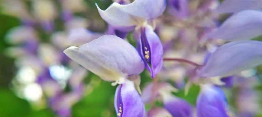 紫藤花的花语和香味（传递爱意的紫藤花）