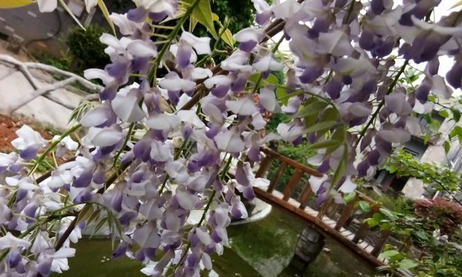 紫藤花的花语和香味（传递爱意的紫藤花）