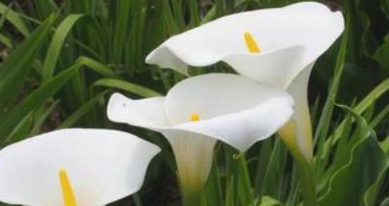 白色莲花的花语与象征意义（静谧纯洁之美——白色莲花的花语与象征意义）