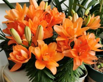 橙色百合的花语与象征（橙色百合花语的多重涵义）