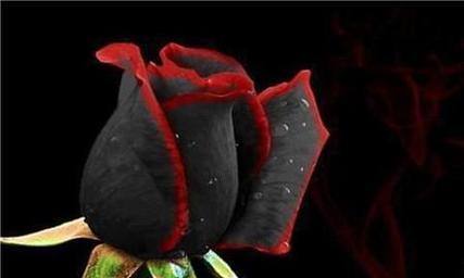 黑玫瑰的寓意与美（探索黑玫瑰花朵中的独特象征）