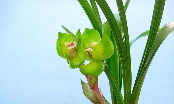 兰花的多彩世界（不同颜色的兰花蕴含的意义与魅力）