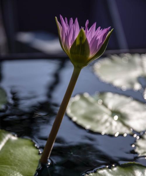 埃及睡莲的花语（埃及睡莲的花语解析及其在文化中的重要地位）