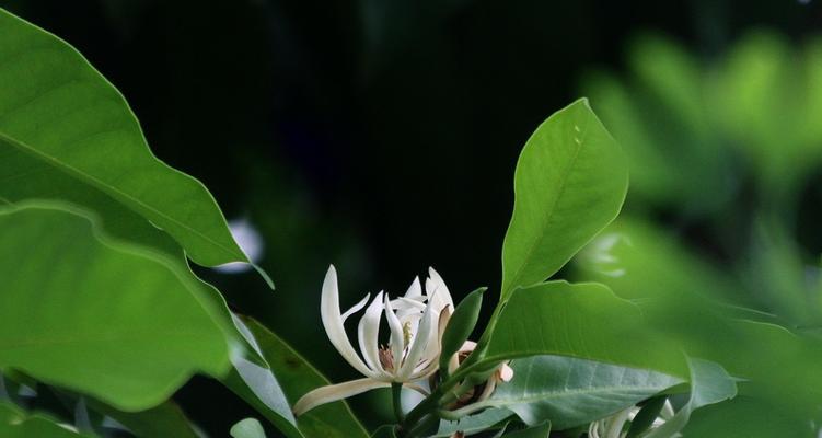 白兰花的象征意义与特点（探索白兰花在文化与美学中的独特地位）