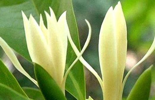白兰花的象征意义与特点（探索白兰花在文化与美学中的独特地位）