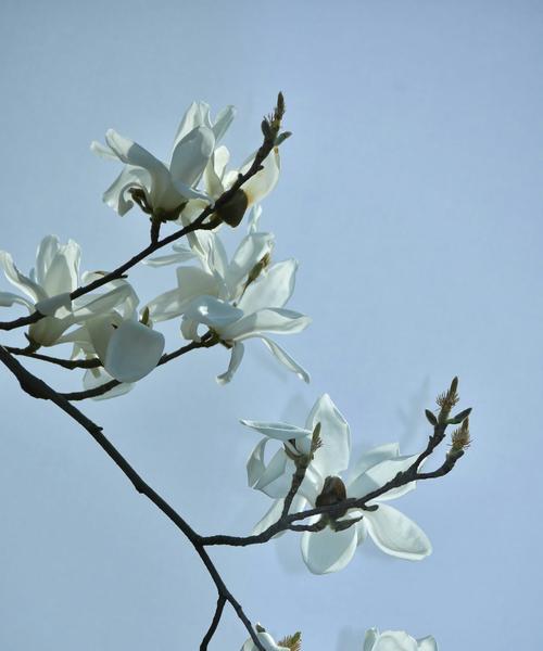 白兰花（揭秘白兰花的神秘背后）