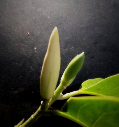 白兰花（揭秘白兰花的神秘背后）