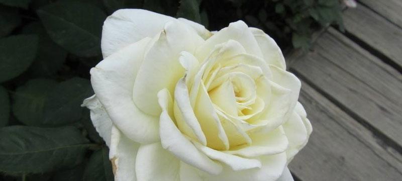 白玫瑰花的花语和寓意（探索白玫瑰花的秘密）