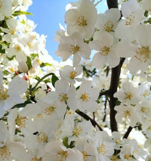 白色海棠花语（探索白色海棠花的意义与美感）