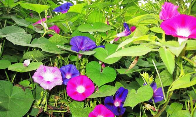 白色牵牛花的花语及其意义（揭开白色牵牛花的神秘面纱）