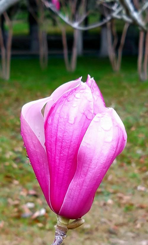 白玉兰花的象征意义（探寻白玉兰花的文化内涵）