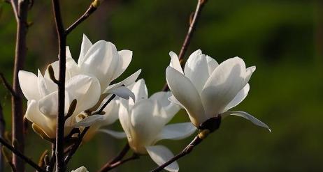 白玉兰花的象征意义（探寻白玉兰花的文化内涵）