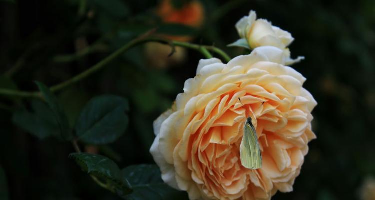 白月季的花语——清新、纯洁的爱情之花（探寻白月季的花语）