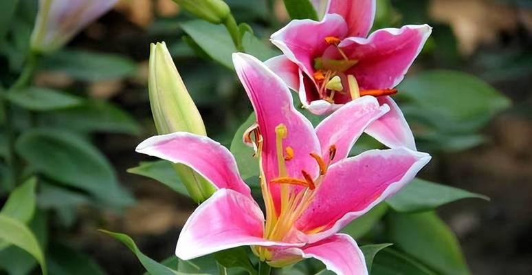 百合花长势探析（从生长环境到生长特点）