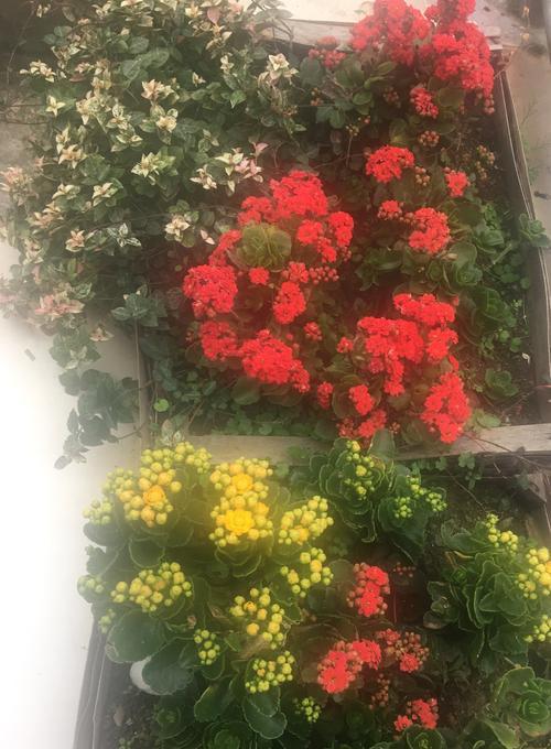 长寿花（揭秘长寿花的花语及其传承之道）