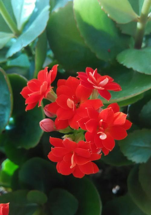 长寿花（揭秘长寿花的花语及其传承之道）