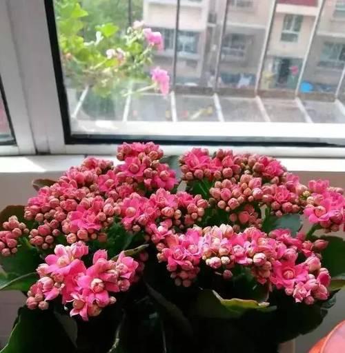 长寿花摘心的意义与启示（生命的延续与人性的拷问）