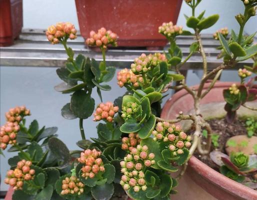 以长寿花摘心，寓意长寿与美丽相伴（揭秘长寿花摘心的文化内涵及养生功效）