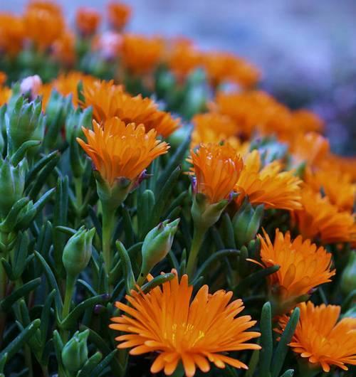 橙色菊花的花语及其象征意义（美丽的橙色菊花传达着希望和温暖）