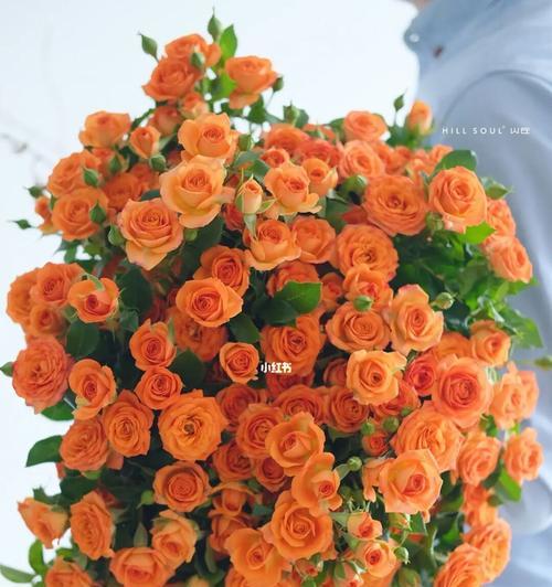 橙色玫瑰的花语及其象征意义（探索橙色玫瑰背后的情感和意义）