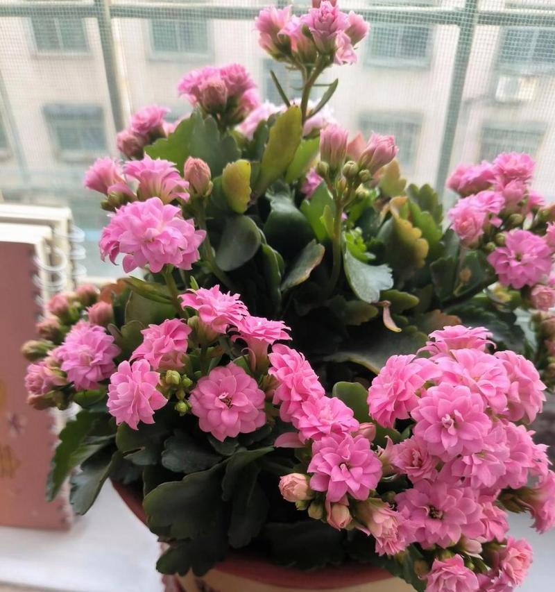 长寿之花（莲花的美丽与长寿之谜）