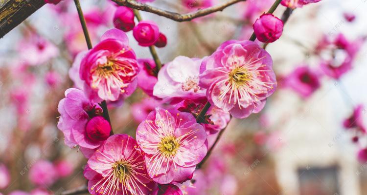 冬日梅花的优美与坚韧（冬天梅花的特点及其象征意义）