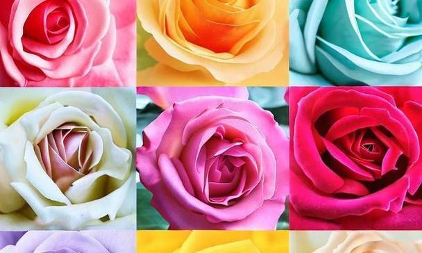 粉色月季花的花语-爱与美的象征（粉色月季花花语的深层寓意与传递）